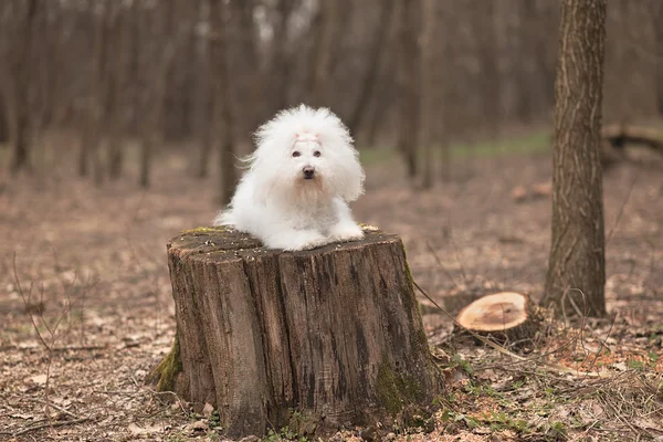 Retrato de un perro Bichon Havanese —  Fotos de Stock