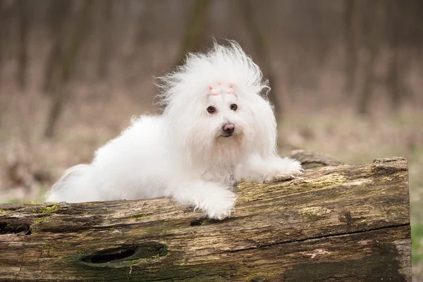 Portret van een Bichon Havanezer hond — Stockfoto