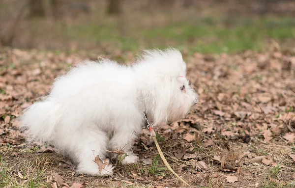 Bichon Havanese caca de perro — Foto de Stock