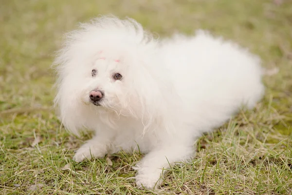 Το Bichon Μπολονέζ σκυλιών στο πάρκο — Φωτογραφία Αρχείου