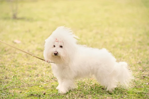 Bichon cão bolonhês no parque — Fotografia de Stock
