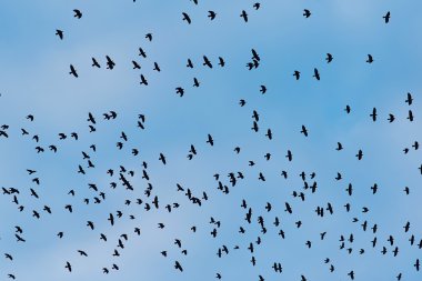 Mavi bir arka plan üzerinde uçuş kargalar