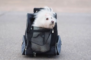 Bichon Havanese köpek çanta içinde