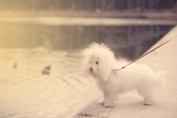 公園で変な犬 — ストック写真