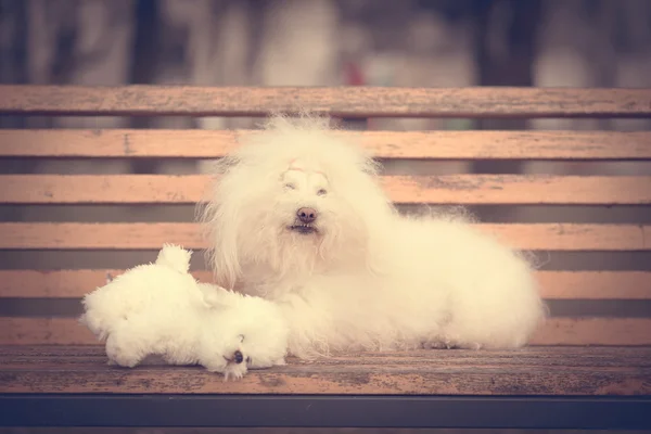 Foto vintage de un perro Bichon Havanese —  Fotos de Stock