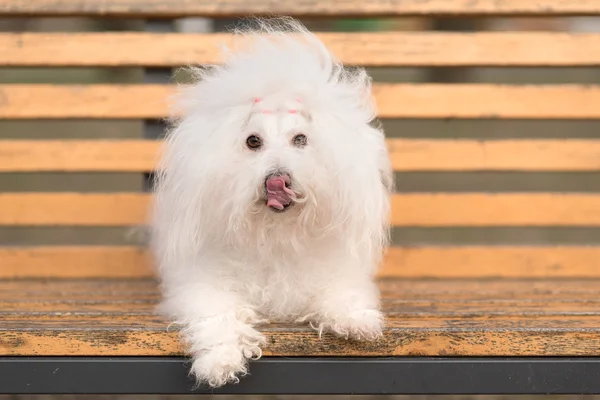 Bichon havanese cão no banco — Fotografia de Stock