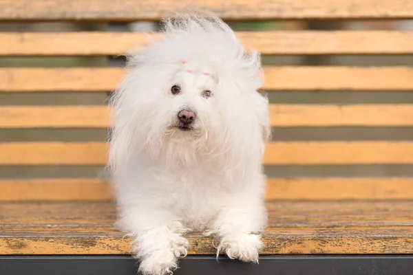 Bichon havanese dog auf banch — Stockfoto