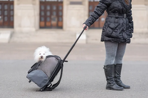 Bichon Havanese cão no saco — Fotografia de Stock