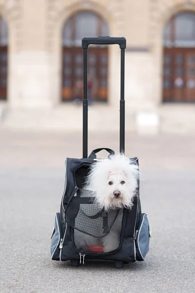 Bichon Havanese perro en bolsa —  Fotos de Stock