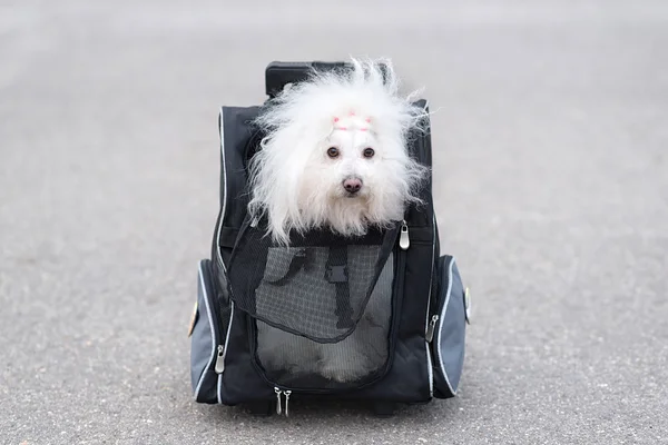 Bichon Havanese perro en bolsa —  Fotos de Stock