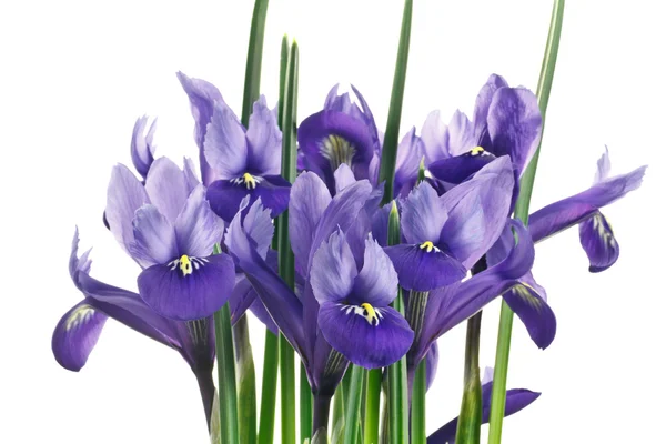 Irisblüten und Blätter auf weißem Hintergrund — Stockfoto