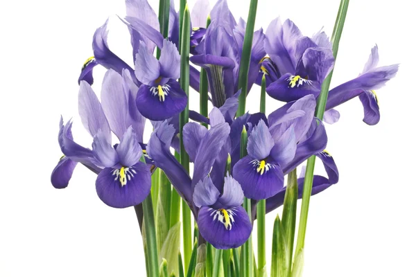 Iris bloemen en bladeren op een witte achtergrond — Stockfoto