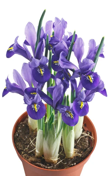 Iris bloemen en bladeren op een witte achtergrond — Stockfoto