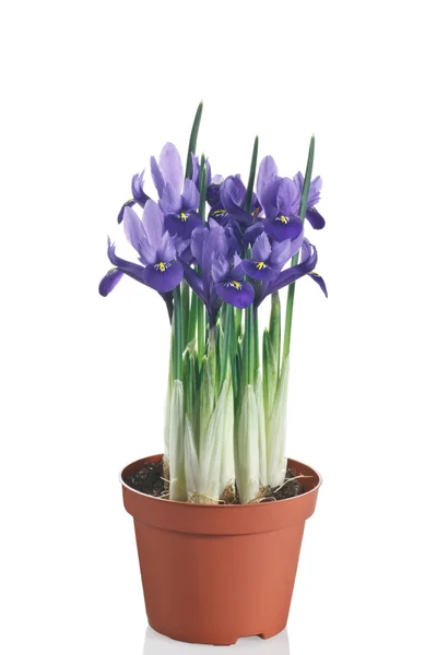 Bloei van de iris plant in pot op een witte achtergrond — Stockfoto