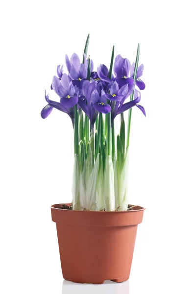 Bloei van de iris plant in pot op een witte achtergrond — Stockfoto