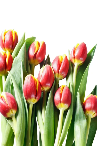 Gele en oranje tulpen op witte achtergrond — Stockfoto