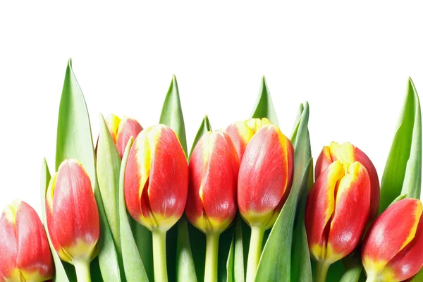 Žluté a oranžové tulipány na bílém pozadí — Stock fotografie