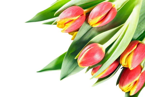 Gele en oranje tulpen op witte achtergrond — Stockfoto