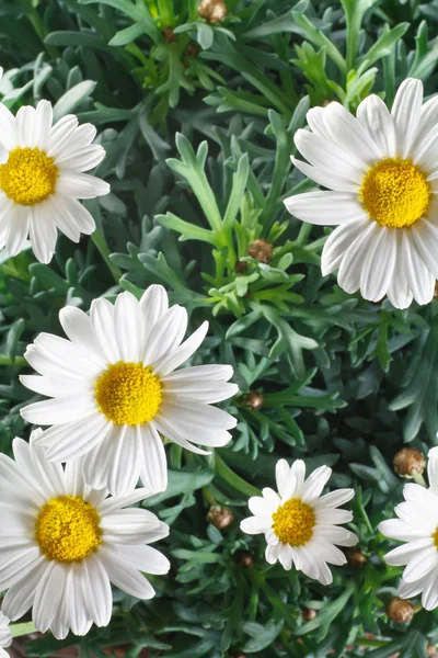 Close-up de flores e folhas de margarida — Fotografia de Stock