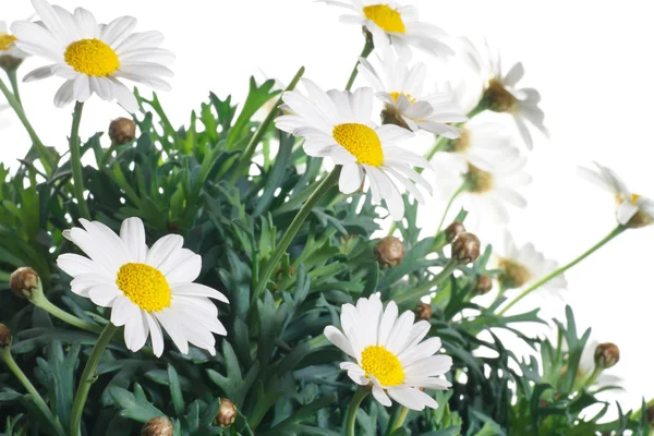 Papatya çiçek ve yaprak beyaz bir arka plan üzerinde — Stok fotoğraf