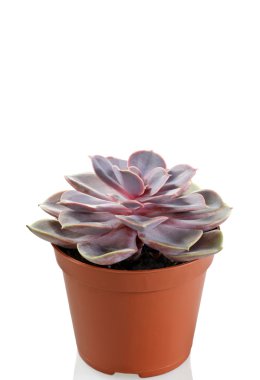 echeveria beyaz arkaplanda çömlekte karışır
