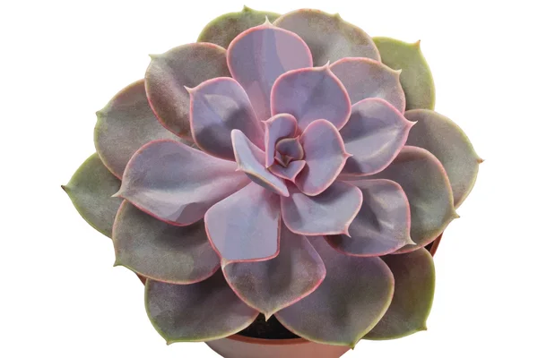 echeveria beyaz arkaplanda çömlekte karışır