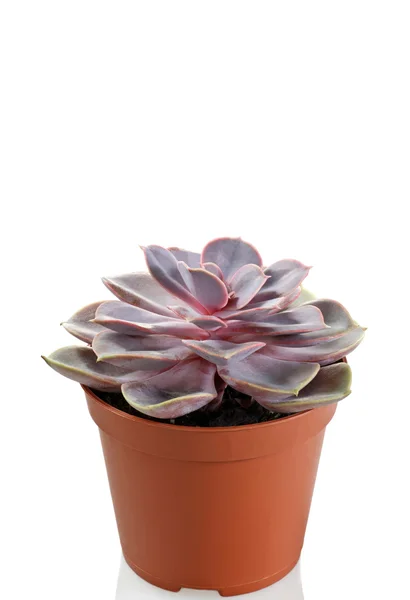 echeveria beyaz arkaplanda çömlekte karışır