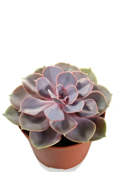 echeveria beyaz arkaplanda çömlekte karışır