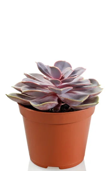 echeveria beyaz arkaplanda çömlekte karışır