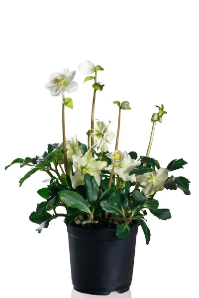 Hellebore in vaso su fondo bianco — Foto Stock