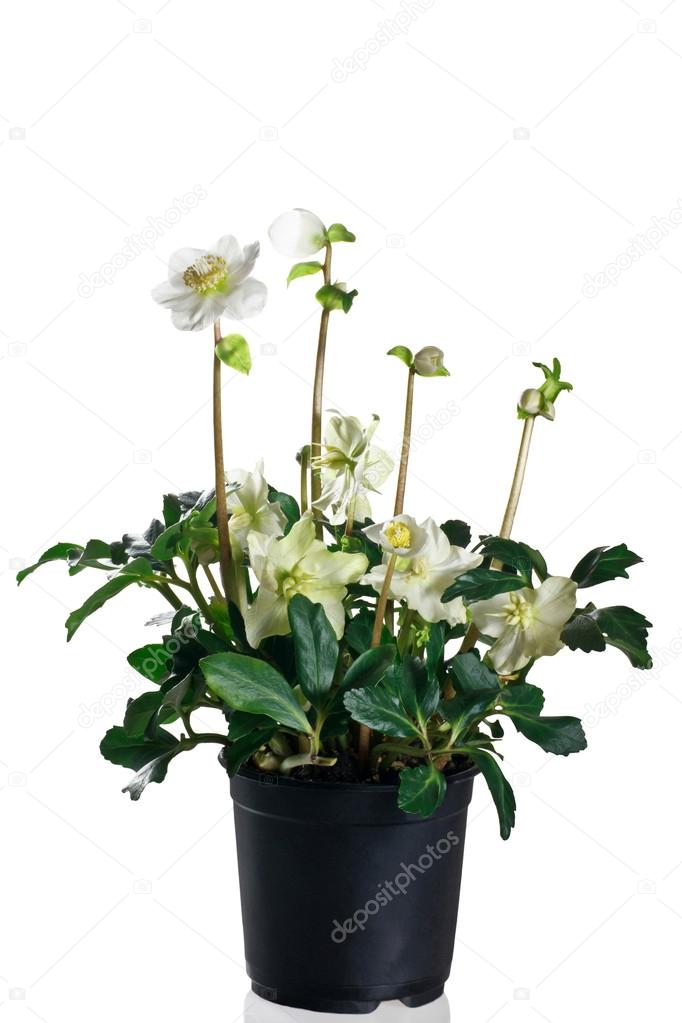 Hellebore in pot on a white background
