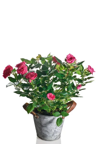 Rose plant in pot on a white background — Stock Photo, Image