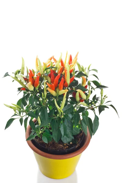 Planta de pimentão ornamental em vaso — Fotografia de Stock