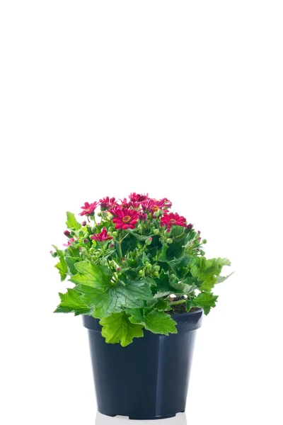 Flowering groundsel plant in pot on a white background — Stock Photo, Image