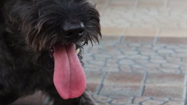 Puppu 'nun yakın çekim görüntüleri.