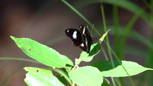 Imagens Natureza Borboleta Sobre Folhas Verdes — Vídeo de Stock