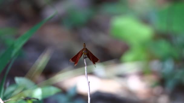 Imagens Natureza Libélula Ramo — Vídeo de Stock