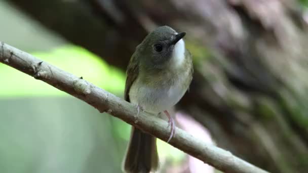 Asian Brown Flycatcher Muscicapa Dauurica Empoleirado Pequeno Ramo Voltado Para — Vídeo de Stock