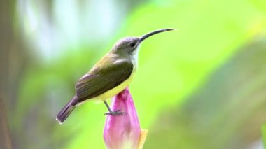 4K doğa görüntülerinde muz çiçeğinin üzerindeki küçük kuş görülüyor. Küçük örümcek avcısı (Arachnothera longirostra) muz çiçeğinden nektar içiyor.