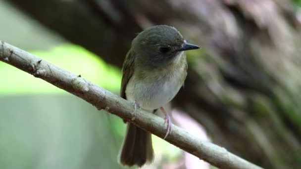 Asian Brown Flycatcher Muscicapa Dauurica Perched Small Branch Facing Camera — Stock Video