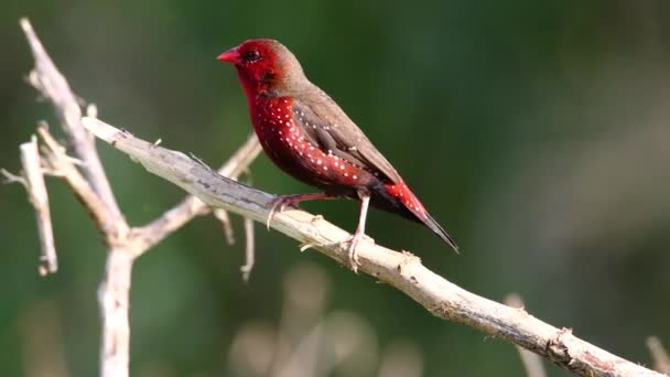 Malezya Güneydoğu Asya Kırmızı Avadavat Kuşları — Stok video