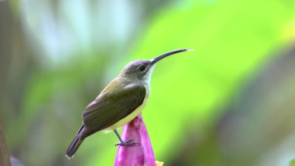 Doğa Görüntülerinde Muz Çiçeğinin Üzerindeki Küçük Kuş Görülüyor Küçük Örümcek — Stok video