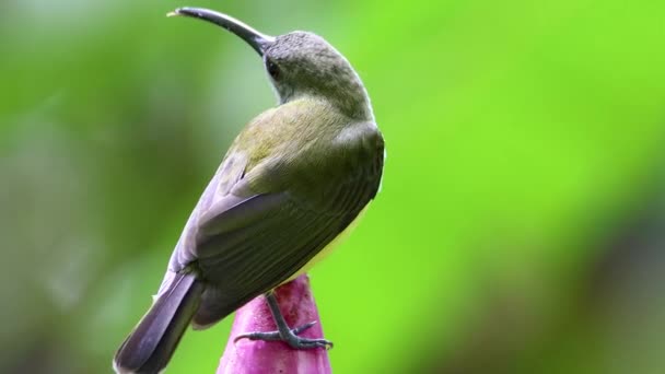 Naturbilder Little Bird Bananblomman Little Spiderhunter Arachnothera Longirostra Dricker Nektar — Stockvideo