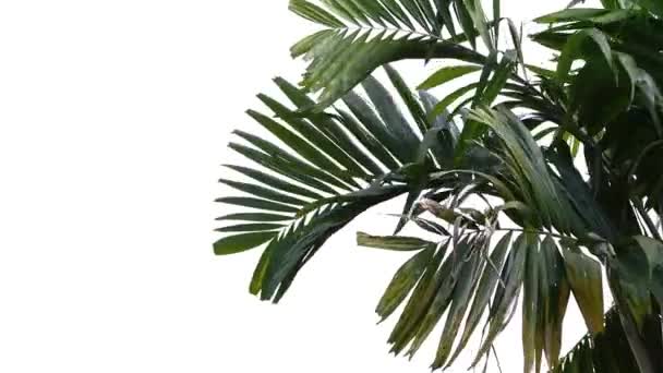 Palmboom Blauwe Lucht Met Sterke Wind Waait — Stockvideo