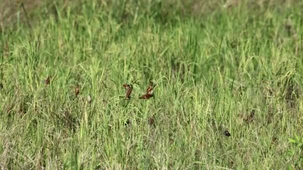 一个美丽的栗子燕鸥群的4K影像 — 图库视频影像