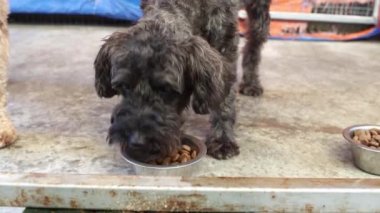 Şirin kaniş yavrusu aç çabuk bir kaseden yemek ye.