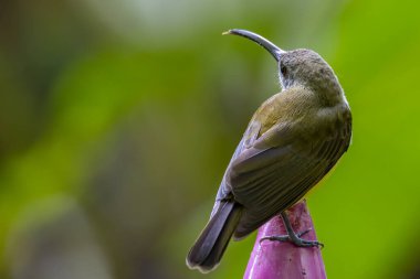 Muz çiçeğinin üzerindeki küçük kuşun vahşi yaşam görüntüleri. Küçük örümcek avcısı (Arachnothera longirostra) muz çiçeğinden nektar içiyor.