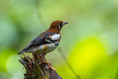 Kestane kaplamalı Ağaca tünemiş
