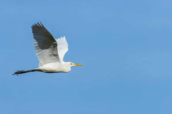 Natureza Imagem Vida Selvagem Pássaro Great Egret Voando Redor Campo — Fotografia de Stock