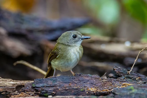 Jungle Vliegenvanger Met Volle Borst Rhinomyias Olivacea Borneo Eiland — Stockfoto